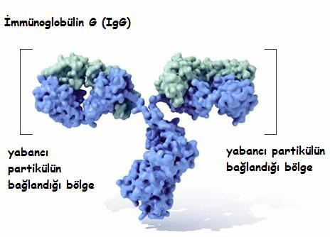 bütün moleküller için aynı bağlanma afinitesine yani ilgisine sahiptirler.