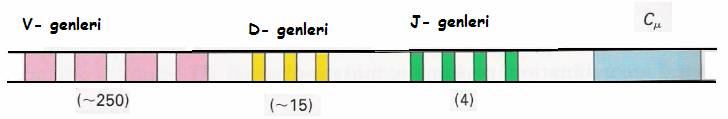 III. 7. 1. J ve D Genlerinin Antikor Çeşitliliğindeki Rolü V ve C genleri arasında 30-50 baz uzunluğunda J genleri bulunur (Şekil III. 32.).