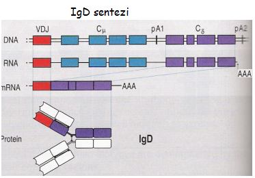 IgG moleküllerinde antijenik ve menteşe gölgesinde iki ağır zincir arasındaki disülfid bağının sayısı açısından farklılık gösteren dört alt grup saptanmıştır.