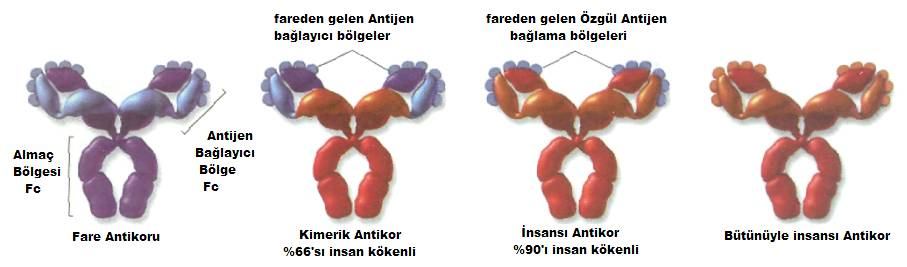 Şekil IV. 4. Monoklonal Antikor yöntemleriyle üretilen antikor çeşitleri IV. 4. NANOBODİES Antikor türü proteinlerdir. Kendilerine özgü yapı ve işlevleri vardır.