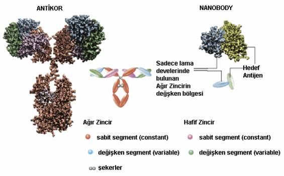 Şekil IV. 5. antikor yapısı ve nanobody yapısı. Belçika da bulunan Ablynx adlı firma nanobody leri üretmeye başlıyor. Şekil IV. 6.