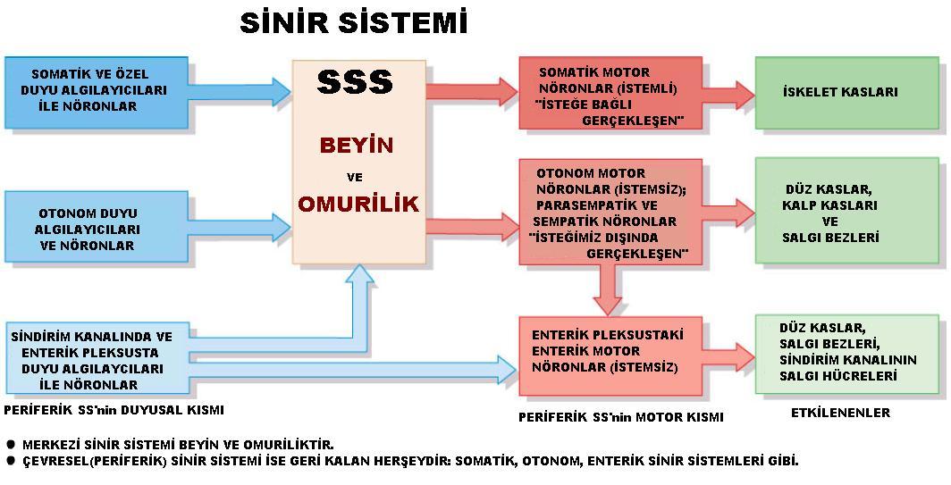 Temel Bilgiler/ Genel Özellikler Kaynak: