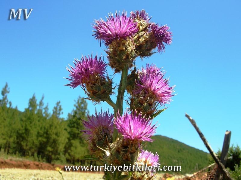 Centaurea