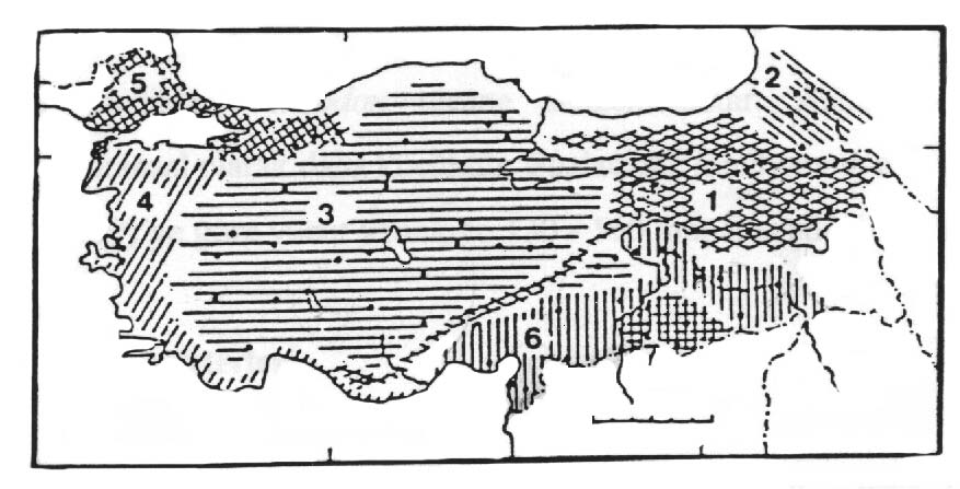 alttürünün yaşadığını belirtmiştir. Harrisson (1972), S. ehrenbergi'yi S. leucodon un alttürü olarak kabul etmiş ve Anadolu'da sadece S. leucodon türünün yayılış gösterdiğini belirtmiştir.