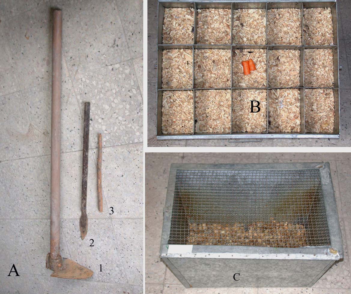 Laboratuara getirilen örnekler taşıma kafeslerinden 35 cm x 50 cm x 25 cm ebatlarında ve içine daha önceden talaş bırakılmış olan besleme kafeslerine (Şekil 29 C) aktarılır.