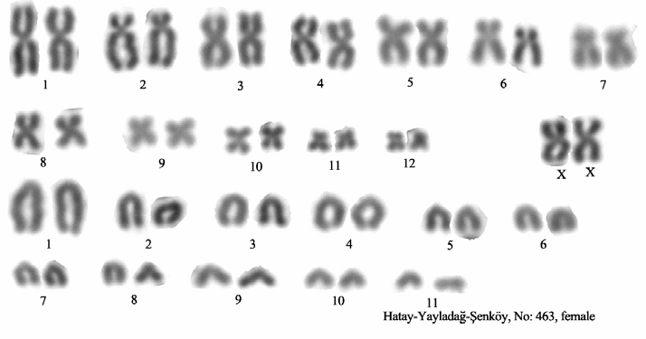 8.2.2. Hatay-Yayladağı Populasyonu: Hatay-Yayladağı bölgesinde elde edilen 6 örneğin karyotipi 2n=48, NF=74 ve NFa=70 tir.