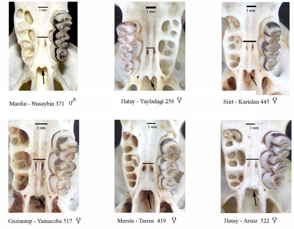 İncelenen tüm örneklerde foramen post palatinler M 2-3 dişleri arasında geçen doğrunun ön tarafında yer almaktadır (Şekil 60).