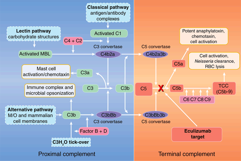 CD5; Proinflamatuar ve protrombotik olaylardan