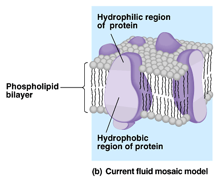 Sıvı-mozaik modeli (1972) Çok kabul gören Singer ve Nicolson un sıvı mozaik modeline göre hücre zarı