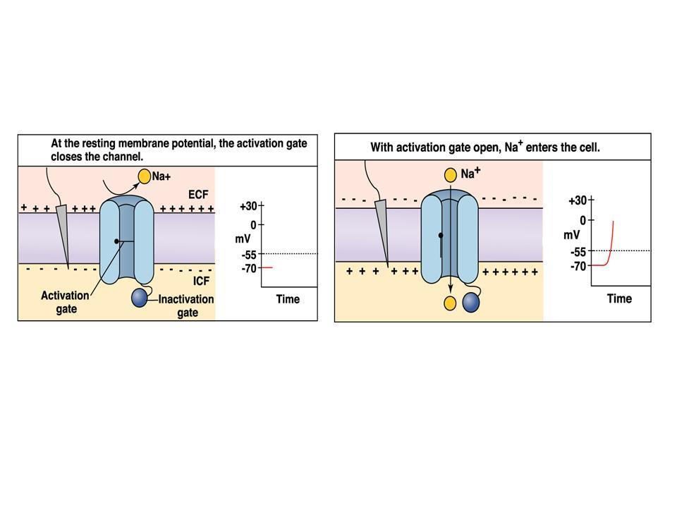 inaktivasyon Na + kanalı Na kanalları hücre