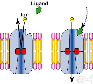 Ligand (Transmitter)-kapılı iyon kanalları Asetilkolin-kapılı katyon kanalları (uyarıcı) Serotonin-kapılı katyon kanalları