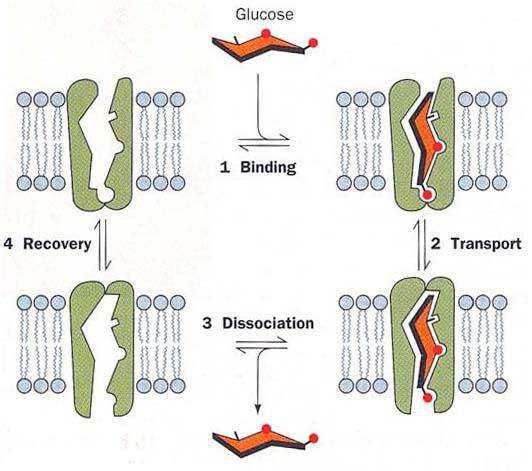 Uniport taşıma proteini: Örneğin GLUT1 Glukoz Bağlanma GLUT 1 glukoz taşıyıcısı glukozun yüksek yoğunlukta olduğu