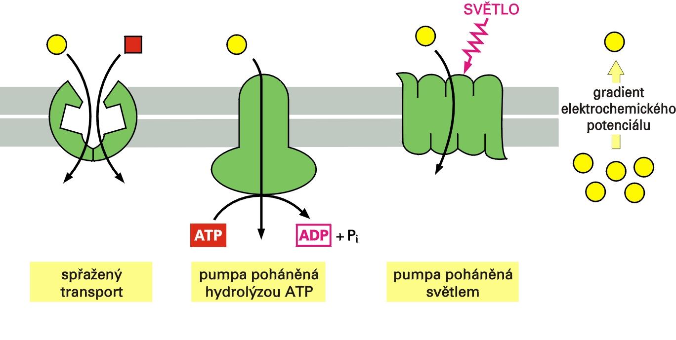 a) Ko-transporter b) ATPaz pompaları (enerji ATP nin hidrolizinden) c) ışık- pompası (enerji