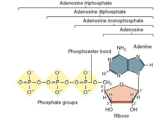 Adenozin trifosfat Adenozin difosfat Adenozin monofosfat Adenozin Fosfodiester bağı Adenin