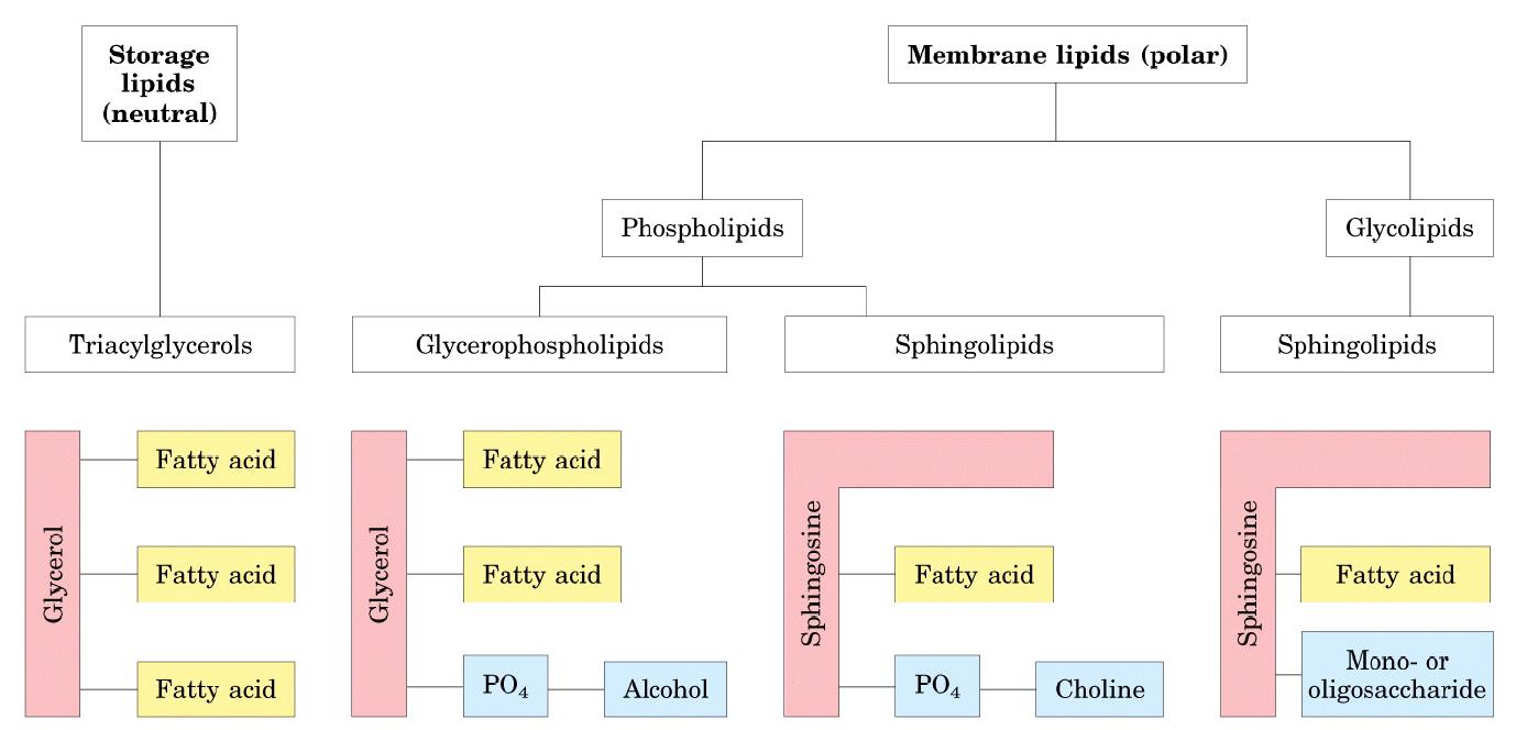 LİPİDLER Gliserol Yapılarına göre: Gliserol Sfingozin Sfingozin 1. Yağ asidleri ve triaçilgliseroller (nötral yağlar) 2. Mumlar 3. Fosfolipidler (Fosfatidler) Yedek lipidler (nötral) 4.