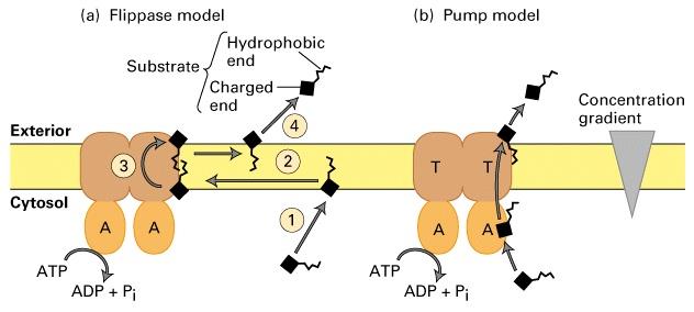 Hücre dışı Flippase modeli Substrat Hidrofob uç Yüklü uç Pompa modeli: MDR1nın substratı bağlayan yeri