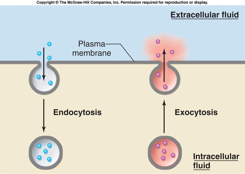 Büyük moleküllerin membranı geçme hareketi Endositoz ve Ekzositoz