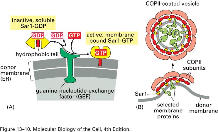 - kılıflı vezikül İnaktif çözünen Sar 1-GDP aktif membrana Bağlı Sar 1-GTP Hidrofobik kuyruk Kaynak (donor)