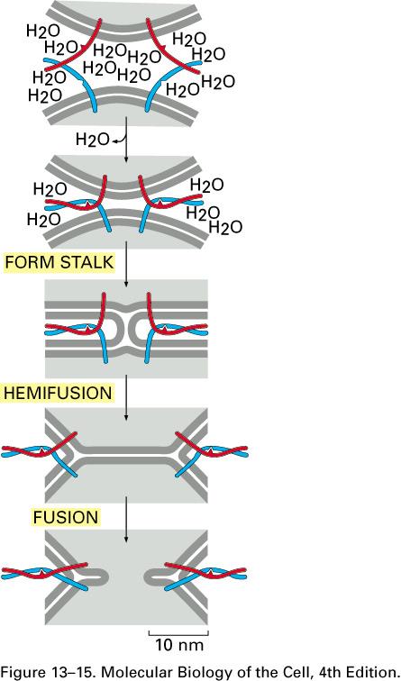 Membran kaynaşması Vezikül, hedef membranını, Rab proteini, Rab efektörü, SNARE ve bağlayıcı proteinlerin ortak hareketi ile tanır ve membrana yanaşır.