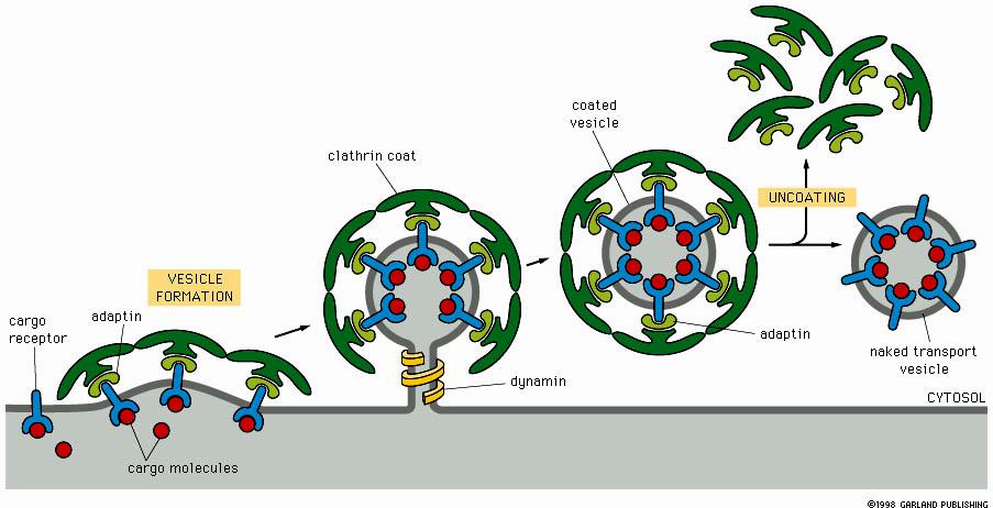 ECB 15-19 Sitozol Kaplanmış vezikül Klatrin kaplama Sıyrılma Vezikül oluşumu dinamin adaptin