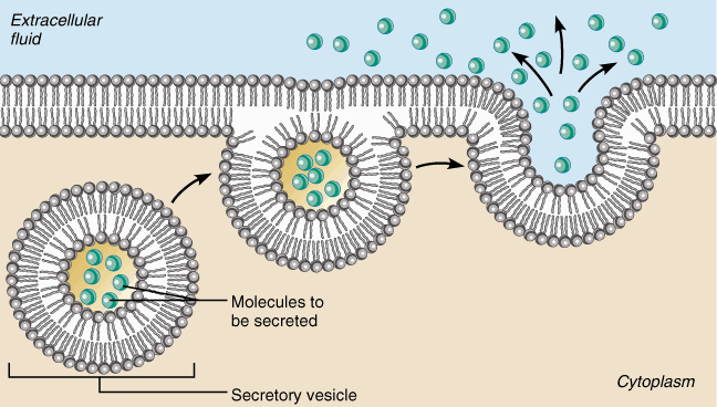 EKZOSİTOZ Hücre membranına ve dışına yönlendirilen keseciklerin membranlarında hücre membranı proteinleri ve içlerinde ise salgılanacak