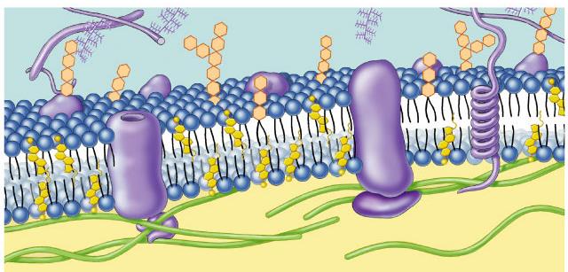 Hücre membranı (zarı) Hücre membranı, hücreyi ve hücre organellerini sararak dış