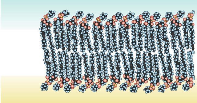 Lipit çift tabakanın çatısını amfipatik moleküller olan fosfolipitler ve glikolipitler kurar.