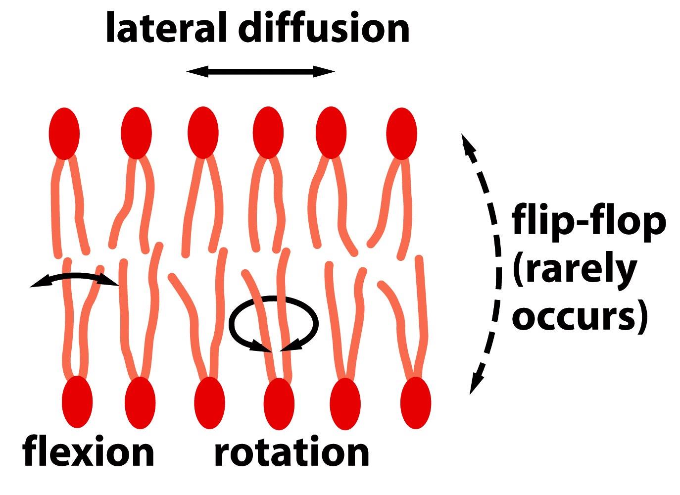 lateral difüzyon