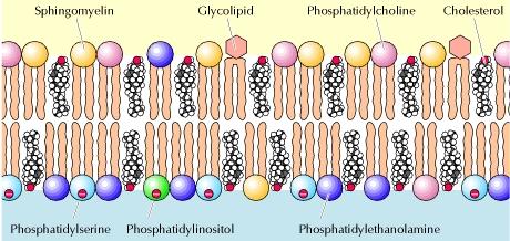 Sfingomiyelin Glikolipid Fosfatidilkolin Kolesterol Hücre dışı Fosfatidilserin Fosfatidilinozitol Fosfatidilkolin Sfingomiyelin Hücre dışı Fosfatidiletanolamin Fosfatidilserin Fosfatidilinositol