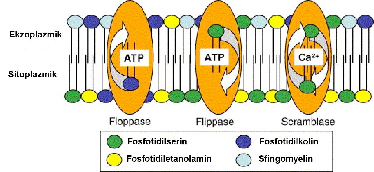 HÜCRE ZARINDA FOSFOLİPİD ASİMETRİSİNİ SAĞLAYAN TAŞIYICILAR Çok yavaş da olsa flip-flop hareketi ile membranda olması gereken lipit düzeni değişmeye başladığında bu düzeni yeniden kurmakla görevli iki