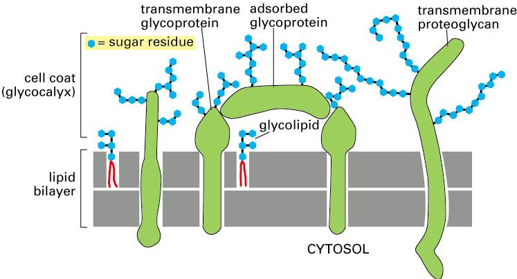 Glikokaliks Transmembran glikoprotein Şeker kalıntısı Glikoprotein