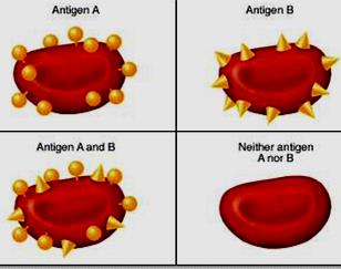 Sadece A antijeni varsa A grubu Sadece B antijeni varsa B grubu