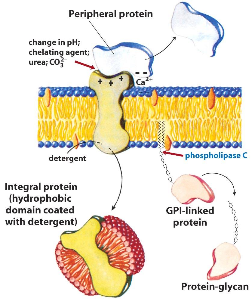Membrana integral proteinler aracılığı ile tutunur. Ortam ph nın veya iyonik şiddetinin değişmesiyle bu proteinler kolayca membrandan ayrılır. Amfipatik değillerdir.