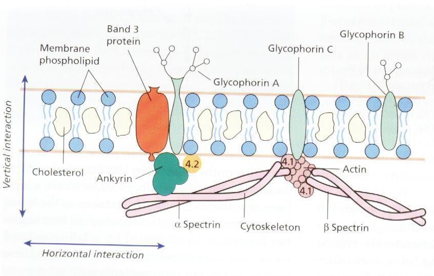 Spektrin (Spectrin) -