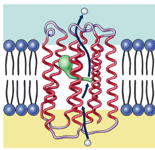 Retinal kromofor (Rodopsin) H + NH 2 Nonpolar