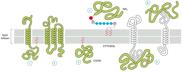 ipid çift tabaka sitozol Lipit çift tabakayı α-sarmal (α -heliks) halinde geçen transmembran protein Bu geçiş: 1. Tek bir zincir şeklinde, tek geçişli (single-pass) veya 2.