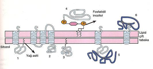 fosfatidilinositol'e bağlı proteinler Transmembran