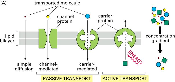 Taşıma Modelleri Pasif ve Aktif Transport Taşıyıcı proteinler: pasif ve aktif transport Kanallar: sadece pasif transport Taşınan molekül Kanal proteini