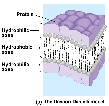 Davson-Danielli Modeli (1935) Hidrofilik bölge Hidrofobik bölge Hidrofilik bölge Bilim adamları tarafından kabul edilen ilk membran modeli 1935 yılında Davson ve Danielli tarafından ortaya