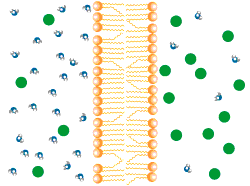 Eğer iki sıvı kompartmanı arasındaki bir zar suya geçirgen, fakat su içinde çözünmüş bazı maddeler için geçirgen değilse (yarı geçirgen membran) ve diffüzyona uğramayan maddelerin konsantrasyonu