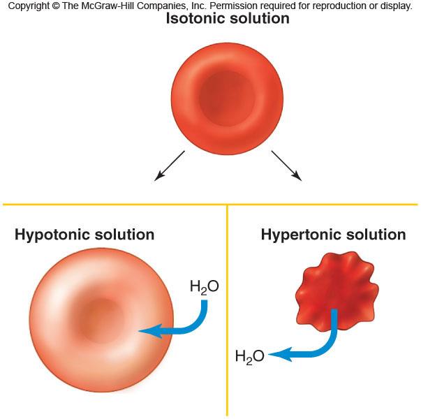 izotonik Hipotonik Hipertonik