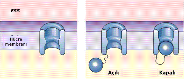 Kolaylaştırılmış diffüzyon Kanallar veya taşıyıcı proteinler aracılığıyla, konsantrasyon gradiyenti