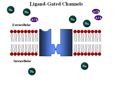 Voltaj kapılı-membran potansiyelinin değişmesiyle kapı açılır Ligand kapılınörotransmitterin reseptöre bağlanmasıyla
