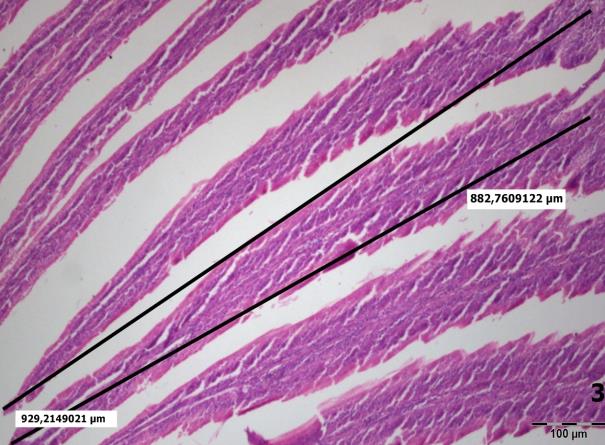 Şekil 2. Enterokokkus faecium katkılı gruba ait duodenum villus uzunluğu. Figure 2. Duedonal villi lengths in Enterococcus faeciumadded group. Şekil 3. Maya katkılı gruba ait duodenum villus uzunluğu.