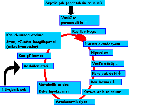 Kapiller membranlardan sıvı kaçışı Venöz ve arteryel göllenme Azalmış sıvı alımı, kusma, ishal Hipovolemi Hipovoleminin