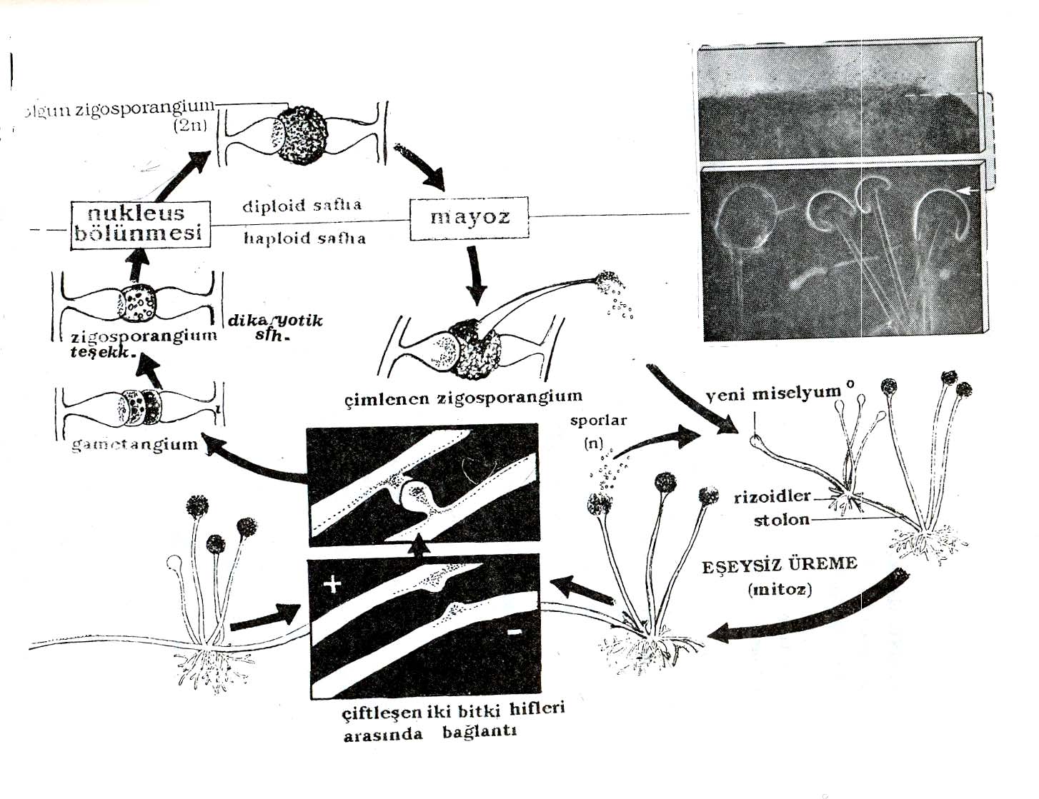 Rhizophus