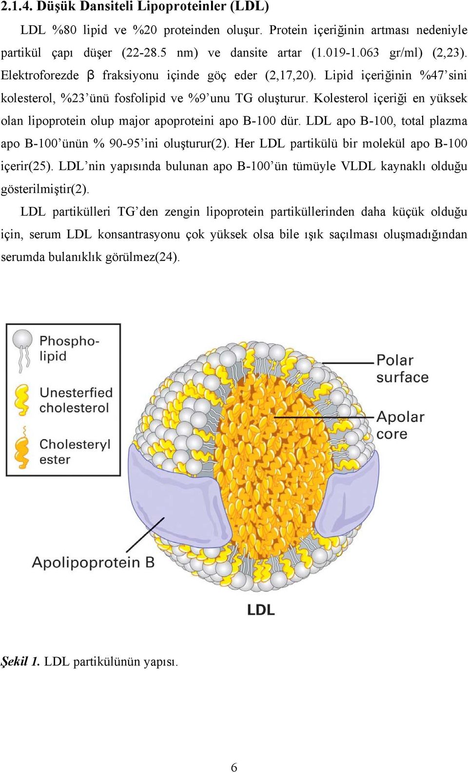 Kolesterol içeriği en yüksek olan lipoprotein olup major apoproteini apo B-100 dür. LDL apo B-100, total plazma apo B-100 ünün % 90-95 ini oluşturur(2).