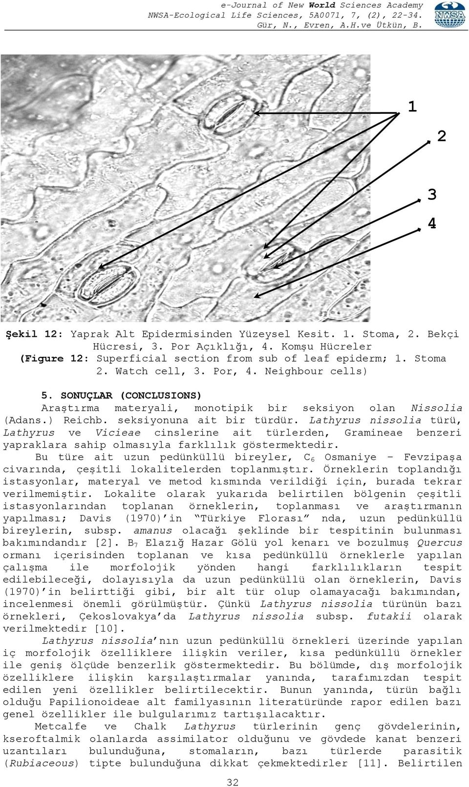 Lathyrus nissolia türü, Lathyrus ve Vicieae cinslerine ait türlerden, Gramineae benzeri yapraklara sahip olmasıyla farklılık göstermektedir.