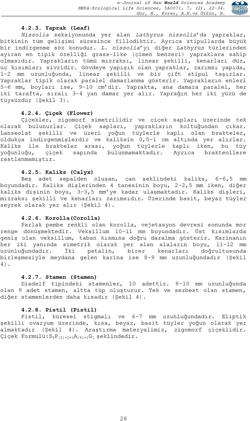 Yapraklar tipik olarak paralel damarlanma gösterir. Yaprakların enleri 5 6 mm, boyları ise, 9 10 cm dir. Yaprakta, ana damara paralel, her iki tarafta, sıralı 3 4 yan damar yer alır.