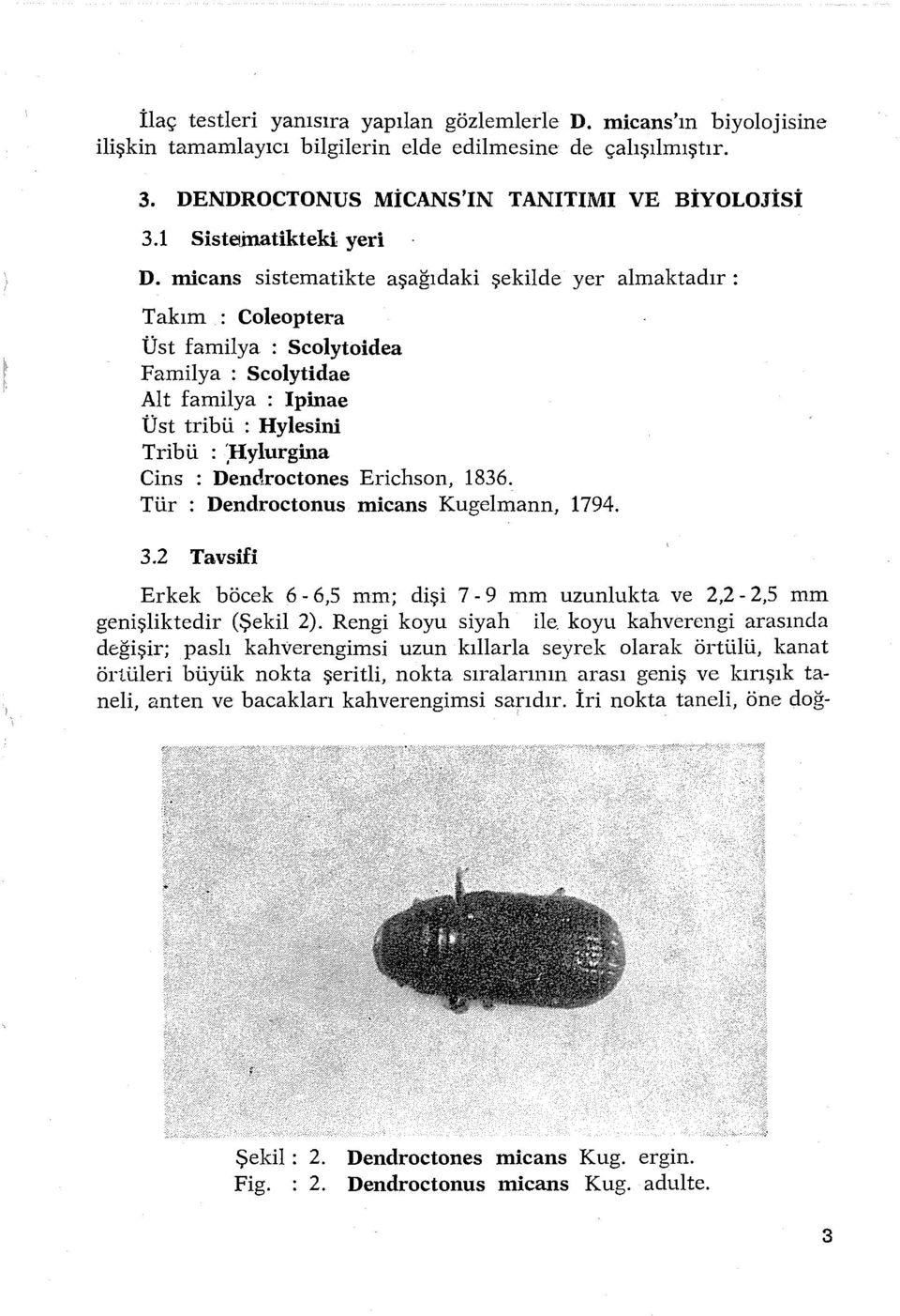 micans sistematikte aşağıdaki şekilde yer almaktadır : Takım : Coleoptera Üst familya : Scolytoidea Familya : Scolytidae Alt familya : Ipinae Üst tribü : Hylesiııi Tribü : :Hylurgina Cins :